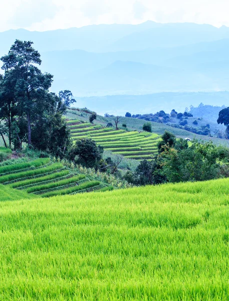 Landscape of the lined Green terraced rice field on the mountain — Stock Photo, Image