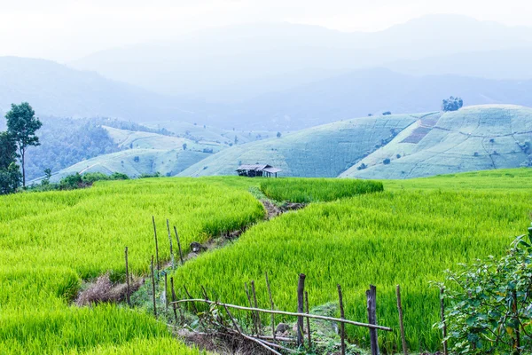 Τοπίο της πράσινης φόδρα ενωμένος τομέα του ρυζιού στο βουνό — Φωτογραφία Αρχείου