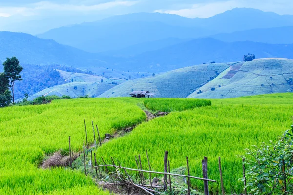 Paesaggio della foderata Campo di riso verde terrazzato sulla montagna — Foto Stock
