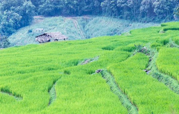 Paisaje del campo de arroz con terrazas verdes en la montaña —  Fotos de Stock