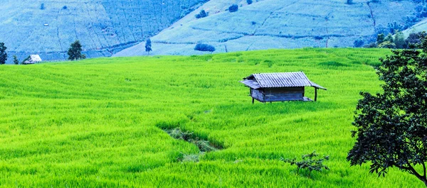 Paesaggio della foderata Campo di riso verde terrazzato sulla montagna — Foto Stock