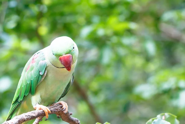 Colorful parrot on tree — Stock Photo, Image