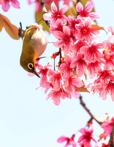 Oiseau aux yeux blancs sur brindille de fleur de cerisier rose (sakura ) — Photo