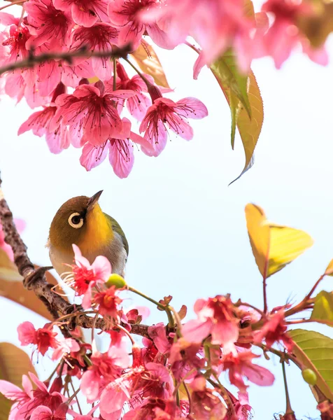 Птах біле око на гілці рожевого вишневого цвіту (сакура ) — стокове фото