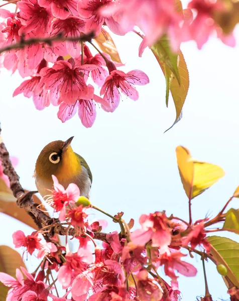 White-Eye kuş pembe kiraz çiçeği (sakura, dal üzerinde)