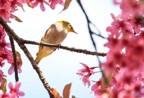 White-eye bird on twig of pink cherry blossom (sakura) — Stock Photo, Image
