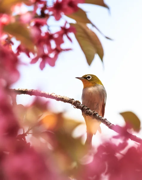 White-Eye kuş pembe kiraz çiçeği (sakura, dal üzerinde)