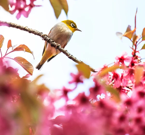 Oiseau aux yeux blancs sur brindille de fleur de cerisier rose (sakura ) — Photo