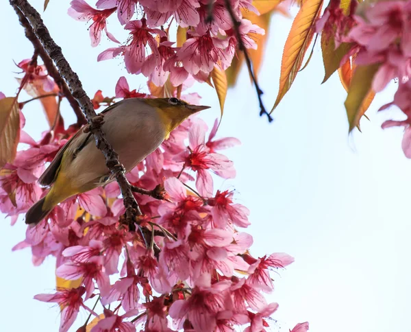 Weißaugenvogel auf Zweigen rosa Kirschblüte (Sakura)) — Stockfoto