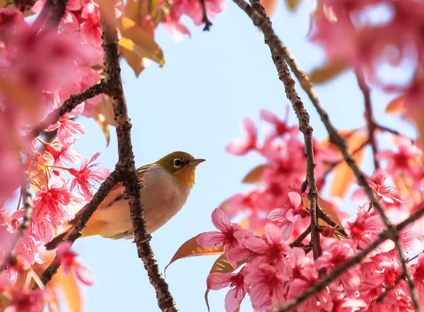 White-eye bird on twig of pink cherry blossom (sakura) — Stock Photo, Image