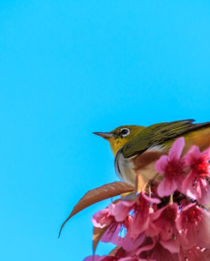 White-Eye kuş pembe kiraz çiçeği (sakura, dal üzerinde)