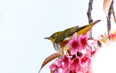 White-Eye kuş pembe kiraz çiçeği (sakura, dal üzerinde)