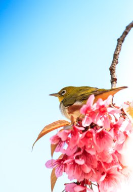 White-Eye kuş pembe kiraz çiçeği (sakura, dal üzerinde)