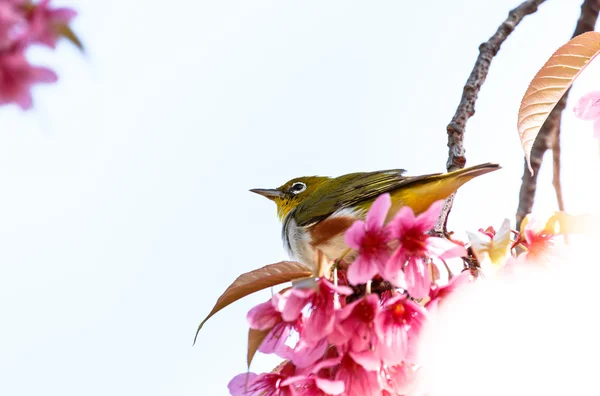 White-eye bird on twig of pink cherry blossom (sakura) — Stock Photo, Image