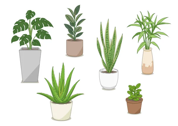 Set Ornamental Plants Illustration — Stock Vector