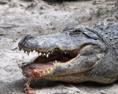 Amerikan timsahları everglades Ulusal Park, florida