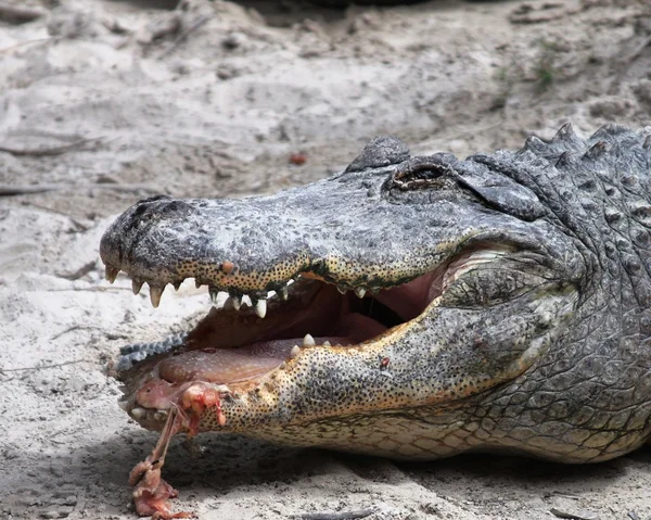 Amerikan timsahları everglades Ulusal Park, florida