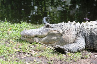Amerikan timsahları everglades Ulusal Park, florida