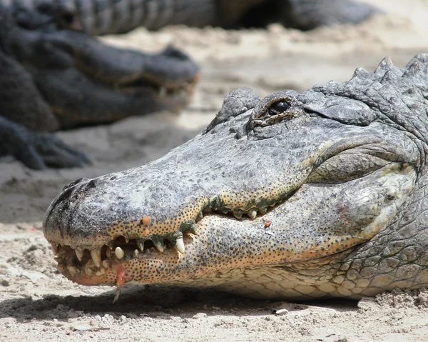 Αμερικανικοί αλλιγάτορες στο everglades national park, Φλόριντα — Φωτογραφία Αρχείου