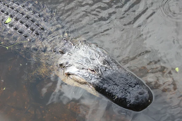 Amerykański aligatory w everglades national park, Floryda — Zdjęcie stockowe