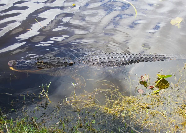 Amerikanska alligatorer på nationalparken everglades, florida — Stockfoto