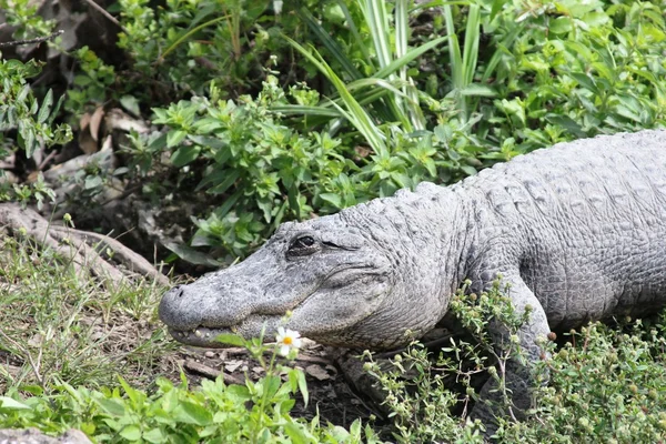 Alligatori americani al Parco Nazionale delle Everglades, Florida — Foto Stock