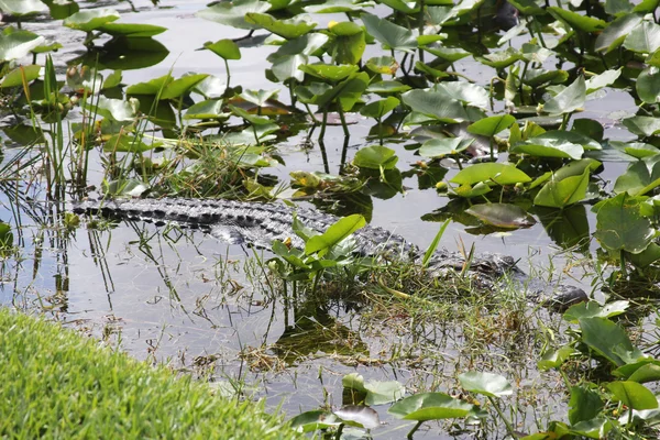 Amerikai aligátorok az Everglades Nemzeti Park, Florida — Stock Fotó