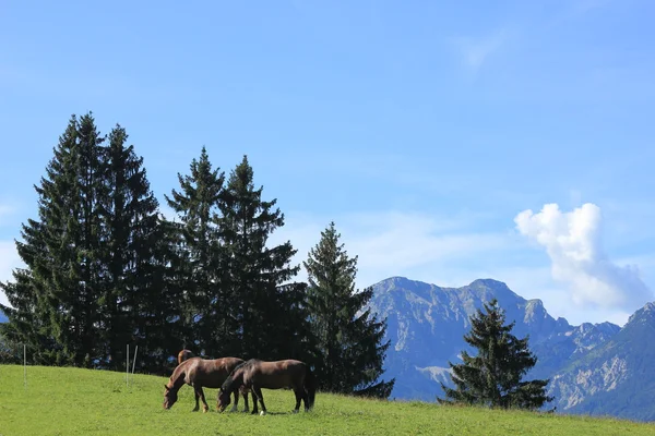 Entfesselte Pferde grasen in bayerischen Alpen — Stockfoto