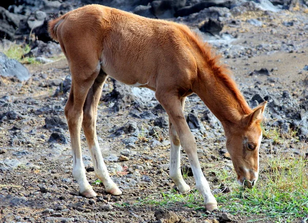 Młode dziki koń — Zdjęcie stockowe