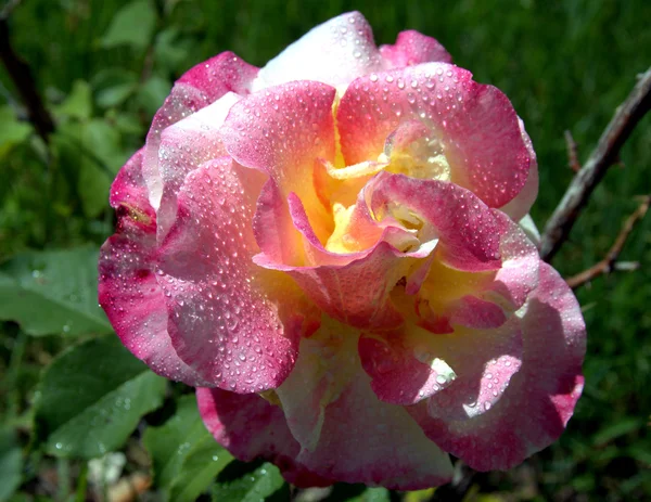 Beautiful Rose — Stock Photo, Image