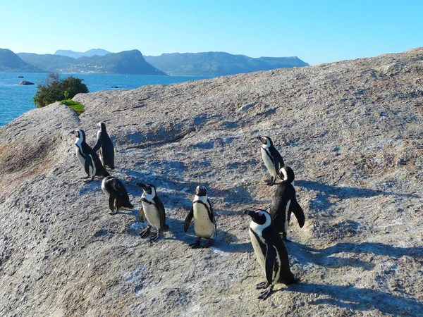 Pingüinos sudafricanos —  Fotos de Stock