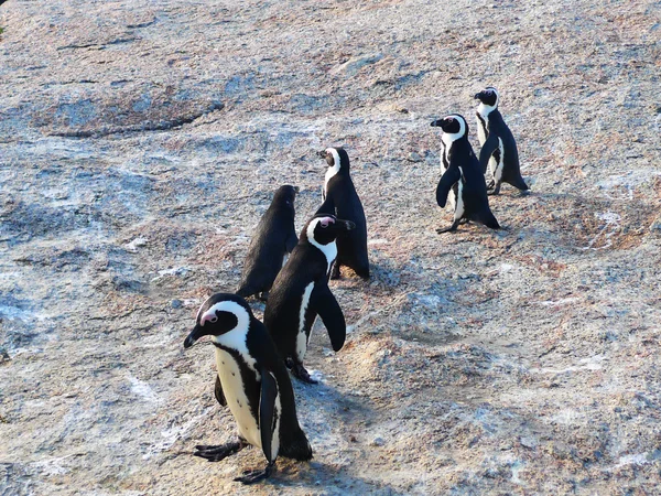 Südafrikanische Pinguine — Stockfoto