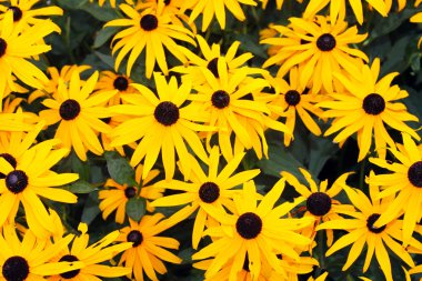 sarı çiçek arka plan