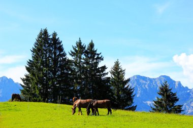 Bavyera Alpleri'nde otlatma unleashed atlar