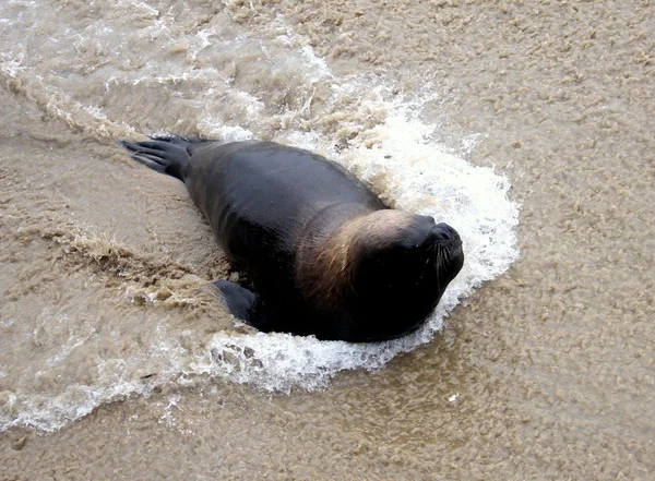 Seelöwe am Strand neben Valparaiso, Chile — Stockfoto