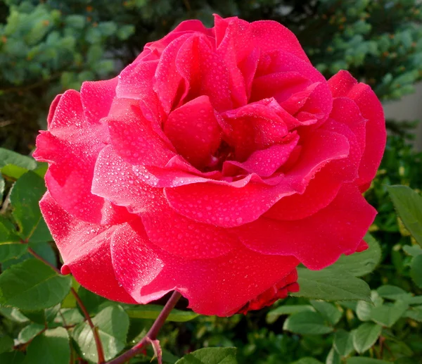 Красивая красная роза — стоковое фото
