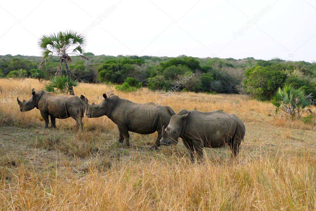 Three white rhinos at Phinda Private Game Reserve, South Africa