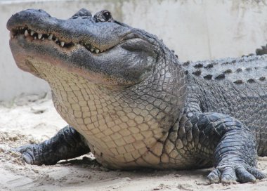 Amerikan timsahı florida everglades Ulusal Park
