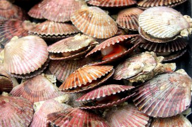 Balık pazarı, valparaiso, Şili, taze deniz tarağı