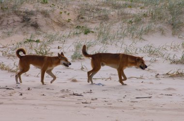 Dingo kumlu plajda fraser Island, Avustralya