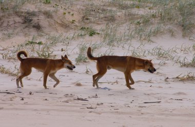 Dingo at sandy beach at Fraser Island, Australia clipart