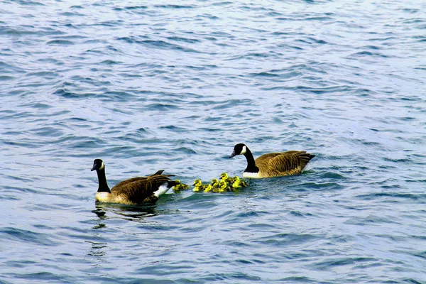 Kanadische Gänsefamilie mit Baby-Gos — Stockfoto