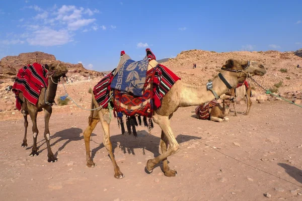 Camellos beduinos, Petra, Jordania — Foto de Stock