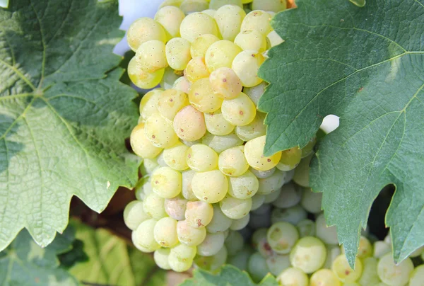 Gruner Veltliner grape ready for harvest — Stock Photo, Image