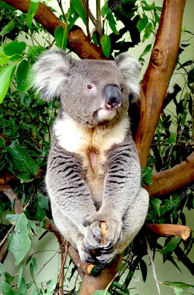 コアラはユーカリの木に座って ストック写真 C Zhukovsky
