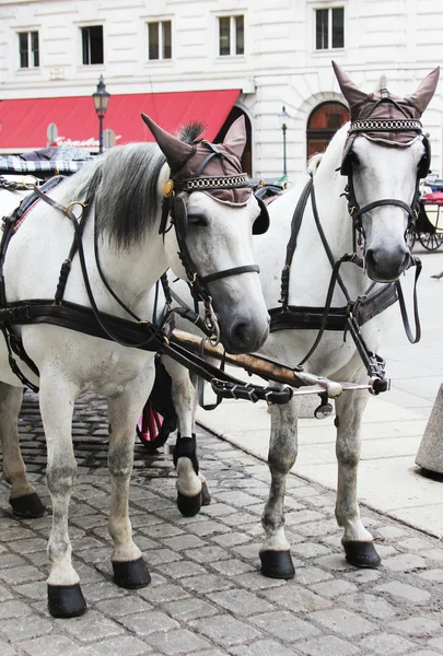 Fiaker paarden in salzburg, Oostenrijk — Stockfoto
