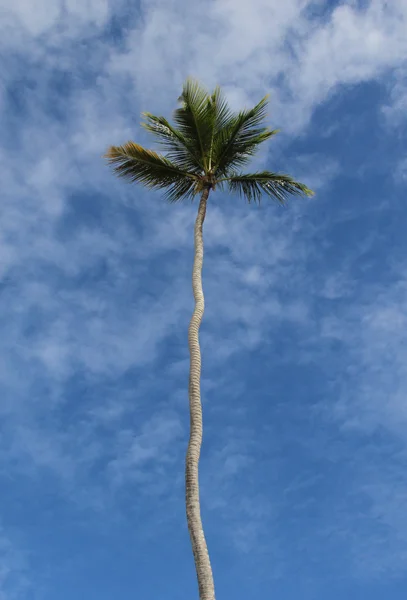 Palm tree and blue sky in Dominican Republic — Stock Photo, Image