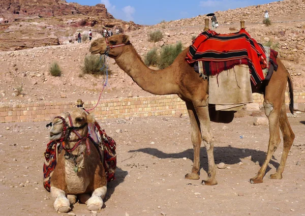 Camellos beduinos en Petra, Jordania — Foto de Stock