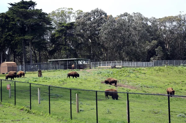 Wybieg żubrów w parku golden gate w san francisco — Zdjęcie stockowe