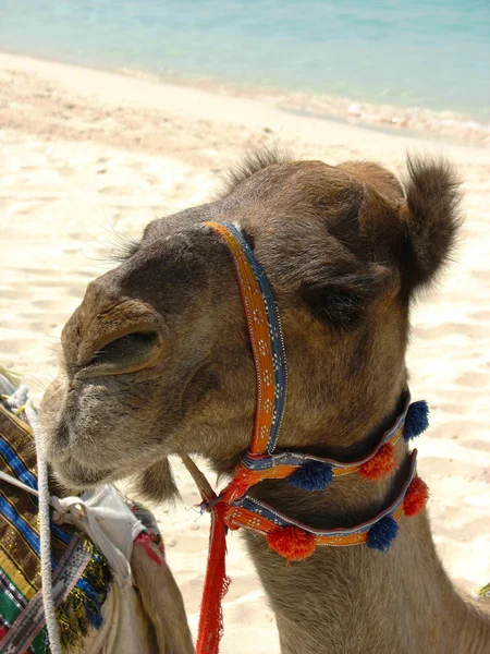 Camel op het strand in dubai, Verenigde Arabische Emiraten — Stockfoto